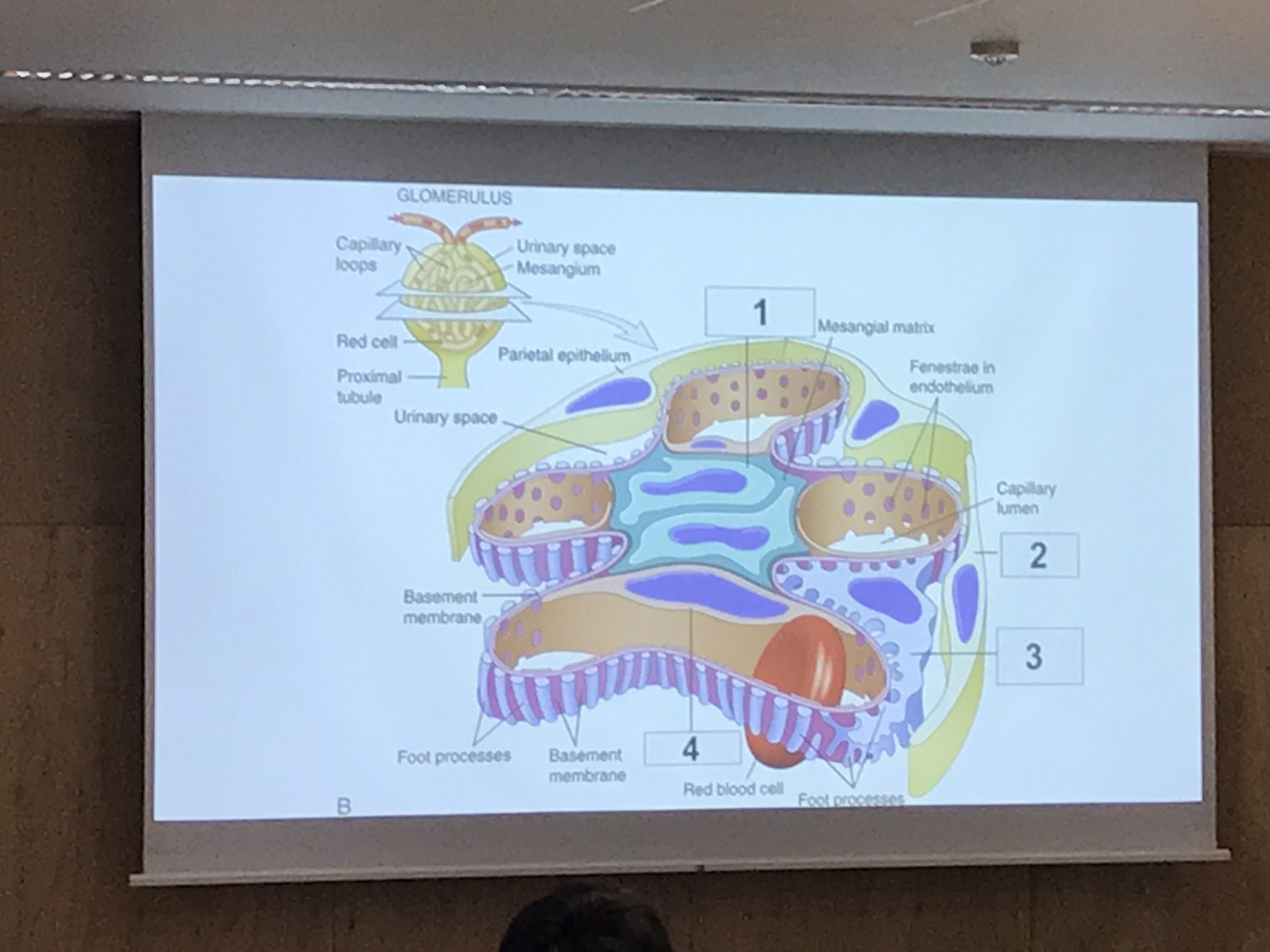 Robbins Essential Pathologyの勉強会（病理の勉強会）を再開しました